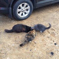 Угостил котов из Токсовского зубро-бизонника (что под Питером)