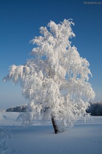 Белая берёза
Под моим окном
Принакрылась снегом,
Точно серебром.

На пушистых ветках
Снежною каймой
Распустились кисти
Белой бахромой.

И стоит береза
В сонной тишине,
И горят снежинки
В золотом огне.

А заря, лениво
Обходя кругом,
обсыпает ветки
Новым серебром.