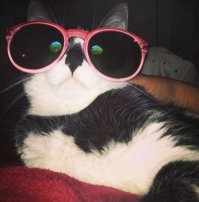 Специальный сорт котов...