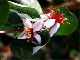 Некрасивых цветов не бывает..Вот - апельсин, фейхоа, персик, банан..и так можно до бесконечности..