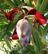 Некрасивых цветов не бывает..Вот - апельсин, фейхоа, персик, банан..и так можно до бесконечности..