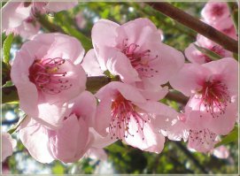 Некрасивых цветов не бывает..Вот - апельсин, фейхоа, персик, банан..и так можно до бесконечности..