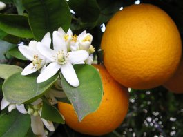 Некрасивых цветов не бывает..Вот - апельсин, фейхоа, персик, банан..и так можно до бесконечности..