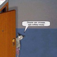 25 потрясающих фотографий котов в живописных уголках планеты