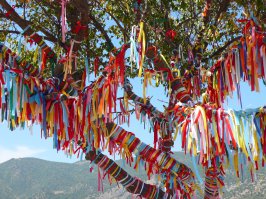 12 самых красивых и удивительных деревьев на Земле