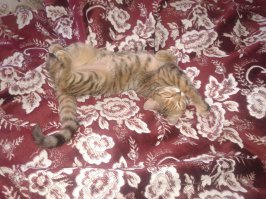 Вот моя кошка когда ей нечем заняться)