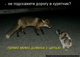  Трогательная история осиротевшего лисенка