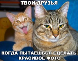 Смешные картинки с надписями 23.03.2016