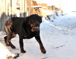 любая собака всегда успокаивает всех))))
когда пивко продавали ночами, в магазин ночной только с песиком ходил, хоть и поменьше кавказца, что на видео, но гопота сигарет и т.п. не стреляла...