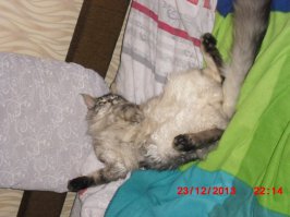 Когда животным нечем заняться, они занимаются этим!