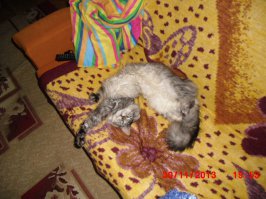 Когда животным нечем заняться, они занимаются этим!