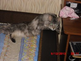 Когда животным нечем заняться, они занимаются этим!