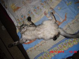 Когда животным нечем заняться, они занимаются этим!