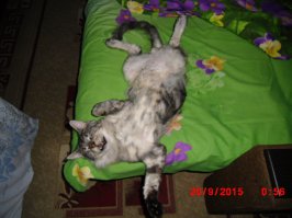 Когда животным нечем заняться, они занимаются этим!