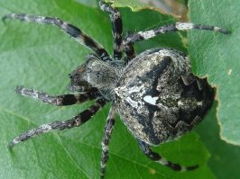 Давным давно с отцом ездил на рыбалку... От речки до дома было километров 70-ть, на иж юпитере ездили, приезжаем домой, снимаю шлем а там крестовик, час как минимум он ехал у меня на голове, с тех пор к паукам неприязнь пропала))