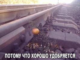 Комментарии и "баяны" из социальных сетей