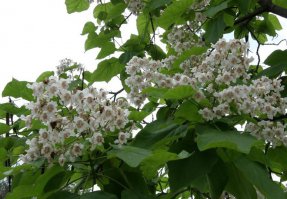 Катальпа бигнониевидная
Очень вкусно пахнет и пышно цветёт