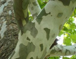 Платан кленовидный
Красивое дерево с корой камуфляжного цвета