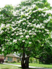 Катальпа бигнониевидная
Очень вкусно пахнет и пышно цветёт
