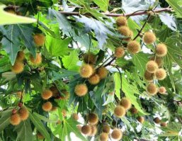 Платан кленовидный
Красивое дерево с корой камуфляжного цвета