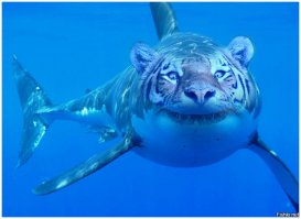 Фотожабы: тигр, плывущий в заросшем водорослями водоёме