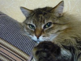 У нас такой же был, в 16 лет умер. Боролась за его жизнь до последнего. Клепа был замечательным...