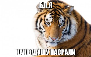 Самые опасные животные России