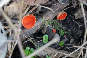 Я-то как раз живу в том самом Краснодарском крае (который у Вас "аж где-то"). У нас в станицах люди разводят вешенки прямо под плодовыми деревьями, на старых пнях. И луговые шампиньоны, особенно в теплицах вместе с кабачками.  Возиться с грибоводством нет ни времени, ни возможностей, а такой вариант показался вполне удобным. Разумеется, выход не промышленный, только для себя. А в лесах у нас вообще беда! сухо, жарко. В прошлом году осенний опенок пошел только в декабре. Зато в марте нашли вот такую красоту (под Гуамкой):