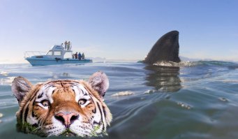 Ну и что тут такого? Вот, к примеру.