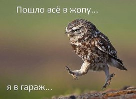 Совы, какими вы их еще не видели  