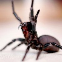 "В особо тяжёлых случаях, если укусит очень ядовитый паук или начнётся аллергия, можно и в больницу попасть. Такие примеры в мировой практике можно пересчитать по пальцам, а документально подтверждённых фактов смерти от укуса птицееда нет вообще."

Расскажите это моему любимчику, Atrax robustus, в посте восьмое сверху, хелицеры крупным планом. Пока не изобрели сыворотку, с 1927 по 1981 год от его укуса умерли 13 человек. Это только официальные данные, по прямой связи с укусом, без учета смертей от последствий. Но даже после изобретения сыворотки, из Австралии не редко поступают печальные вести о пострадавших от укусов этих пауков, с летальным исходом. Самые опасные у этого вида самцы, их яд в несколько раз токсичнее, чем у самок, хотя у всех остальных пауков, наоборот. Большинство инцидентов происходит когда самец отправляется на поиск самки, проникая при этом в дома, сараи, заползая в белье и т.д. Не редко страдают дети, по неосторожности, или незнанию. Пауки этого вида, сами по себе очень агрессивны и буквально атакуют все, что движется. Ребенка 12-14 лет, укус Atrax robustus может убить за 15 минут.