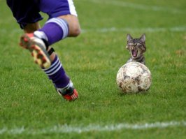 Фотожабы: тигр, плывущий в заросшем водорослями водоёме