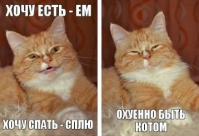 Всем этим котикам можно только позавидовать