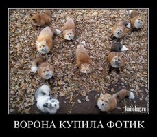 Прикольные фотомемы и демотиваторы