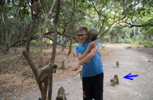 Весело у вас тут на Гамбии