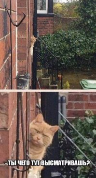 Когда животным нечем заняться, они занимаются этим!