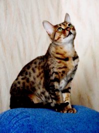 Это бенгальский кот, окрас "розетка на золоте", у нашей "пятно на золоте"