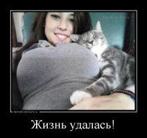 Всем этим котикам можно только позавидовать