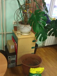 в белом рассада, пересаживать собираемся в коричневый