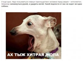 Разрешенная самооборона против собак и не только?