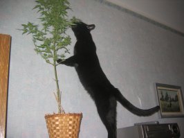 Котэ знает толк ))