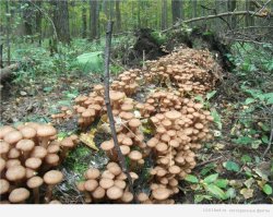 "... тем больше спор отправятся покорять окружающую среду..." почему то мне сразу представились окрестности: