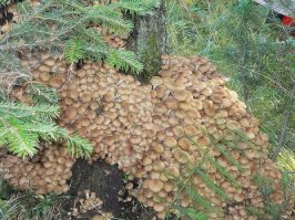 "... тем больше спор отправятся покорять окружающую среду..." почему то мне сразу представились окрестности: