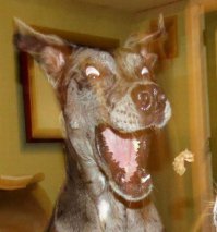 Ужасы и приколы из соцсетей 