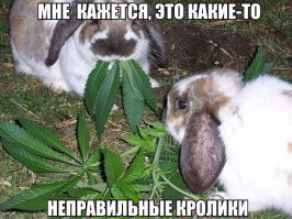 Всеобщее помешательство: а на твой подоконник тоже вторглась рассада?