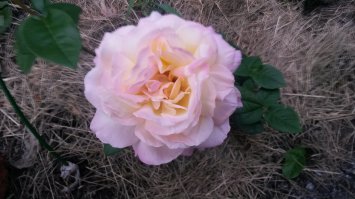 Это моя Глория Деи!