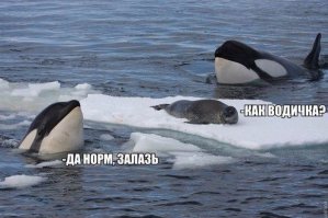 Голодный тюлень три раза в день посещает кафе, чтобы вкусно поесть