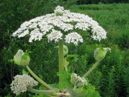 с первым скорее такое боле подходит