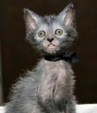 Ликой: кошки — оборотни