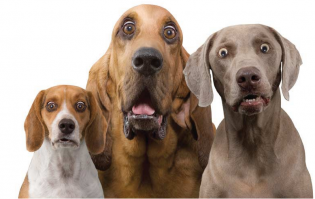 Собаки удивлены и возмущены.